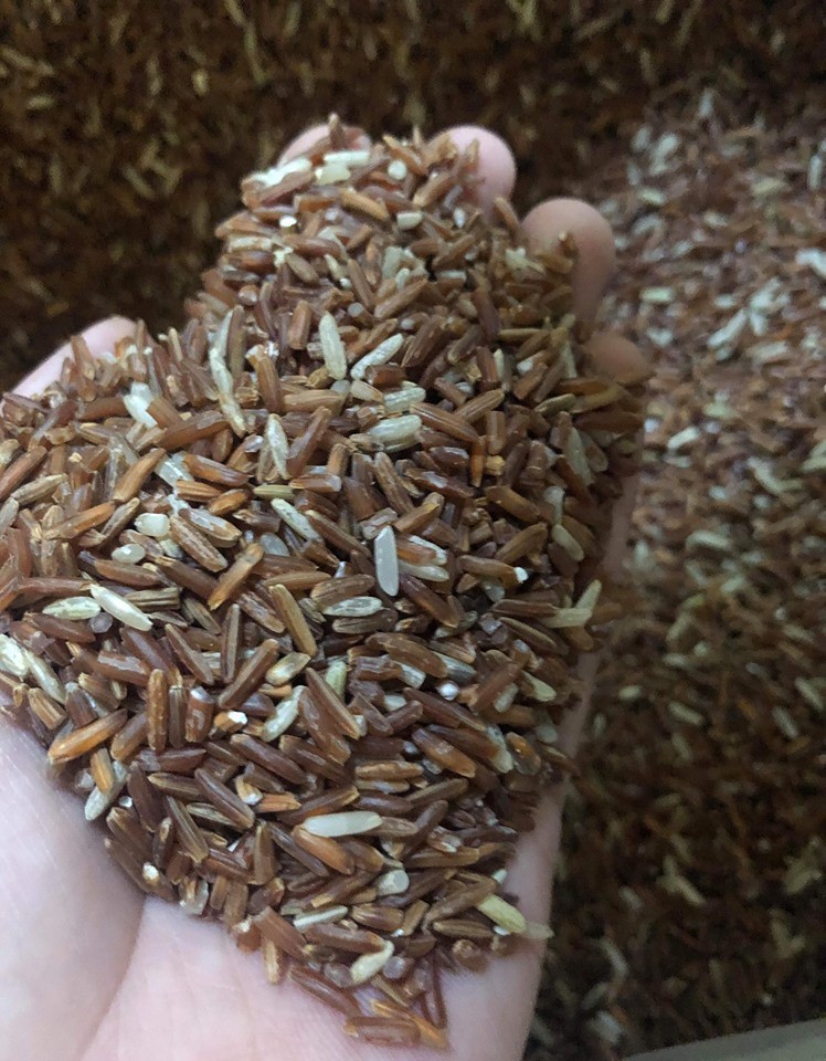 Thu hoạch gạo lứt đỏ sau khi trồng 6 tháng