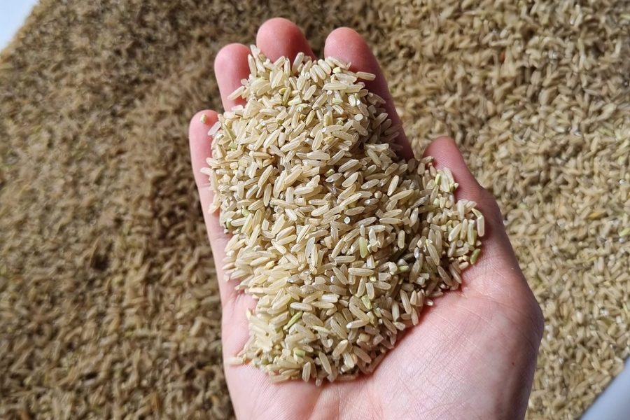 Gạo xát dối là gì? gạo xát dối hữu cơ